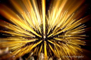 Sea urchin explosion, edited with ipad & Rays app by Marco Gargiulo 